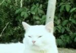 Persian Cat Sale