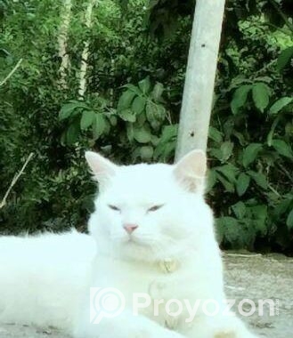 Persian Cat Sale