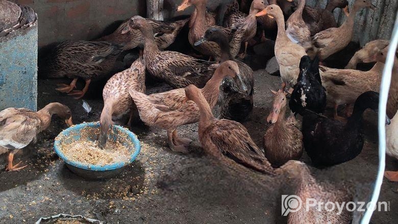 খাঁকি ক্যাম্পবেল ডিম পাড়া হাঁস বিক্রি করা হবে