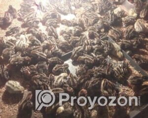 fitted-96_2025-10-28_09-57-36