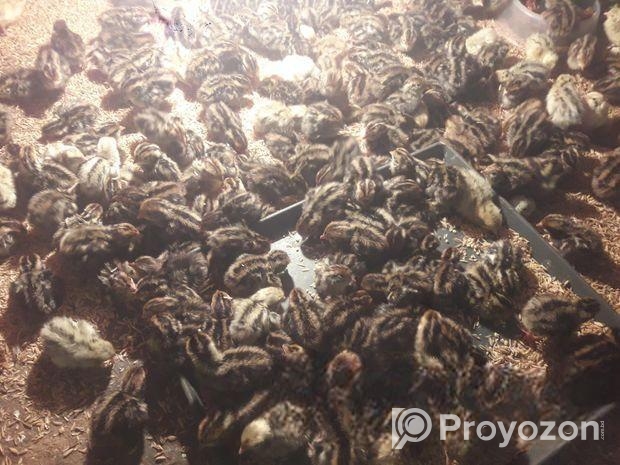 কোয়েল পাখির ৩ দিন এর বাচ্চা বুডিং করা