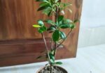 Bonsai China Bot