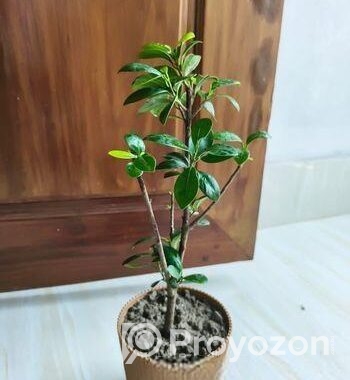 Bonsai China Bot