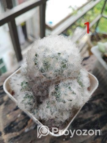 অফ সারপ্রাইজ, বাসায় সাজানোর জন্য ইনডোর ক্যাকটাস