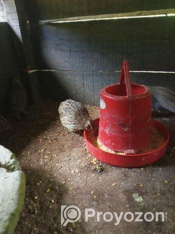 ডিম পাড়া কোয়েল