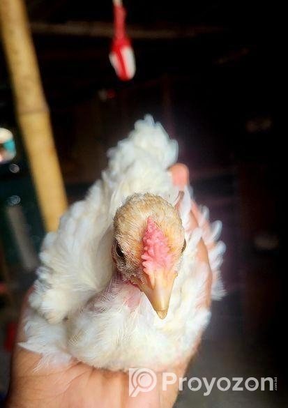 Desi Murgir Bacca ( দেশি মুরগির বাচ্চা )