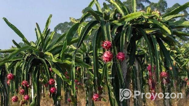 ড্রাগন গাছের চারা