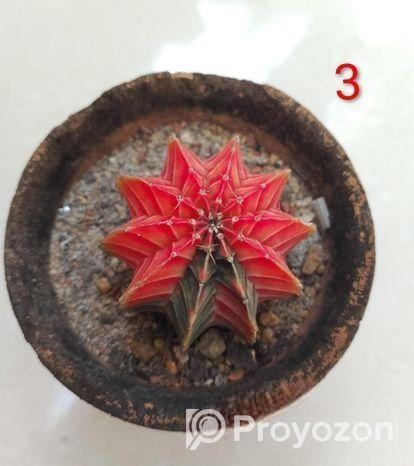 অফ সারপ্রাইজ, বাসায় সাজানোর জন্য ইনডোর ক্যাকটাস