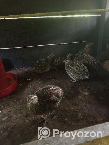 ডিম পাড়া কোয়েল