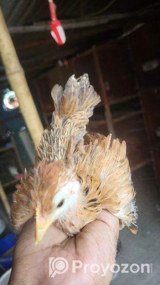 Desi Murgir Bacca ( দেশি মুরগির বাচ্চা )
