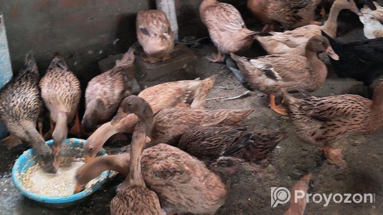 খাঁকি ক্যাম্পবেল ডিম পাড়া হাঁস বিক্রি করা হবে