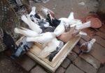 কিছু রানিং কবুতর বিক্রি করা হবে