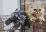 Persian kittens pair (1 male and 1 female kitten)