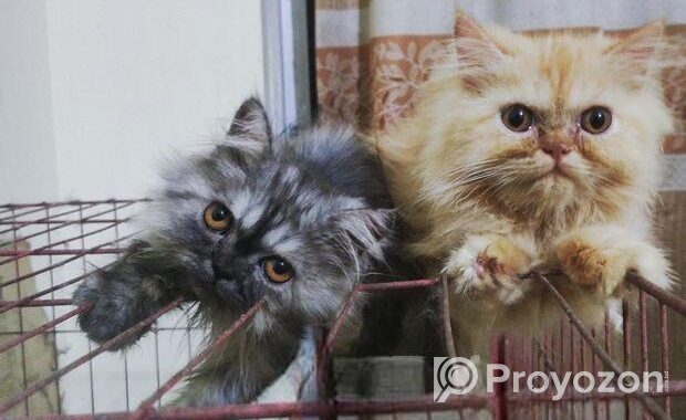 Persian kittens pair (1 male and 1 female kitten)