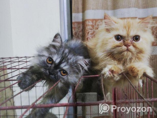 Persian kittens pair (1 male and 1 female kitten)