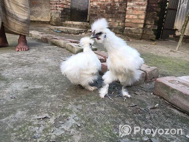 সিল্কি মুরগি