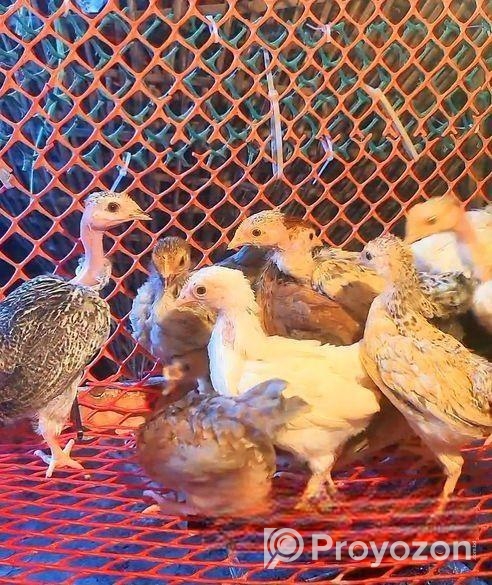 Desi Murgir Bacca ( দেশি মুরগির বাচ্চা )