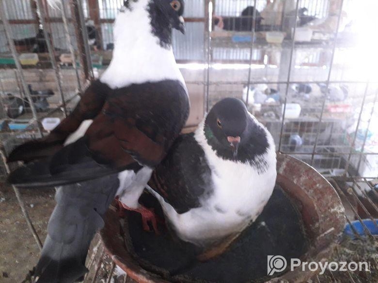 মডেনা রানিং পেয়ার