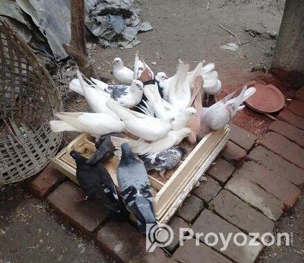 কিছু রানিং কবুতর বিক্রি করা হবে