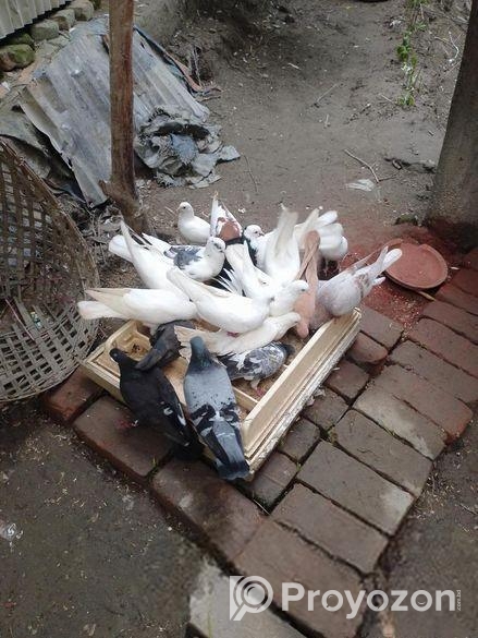 কিছু রানিং কবুতর বিক্রি করা হবে