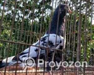 fitted-99_2025-10-28_10-00-07