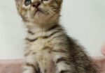 Cat Sell