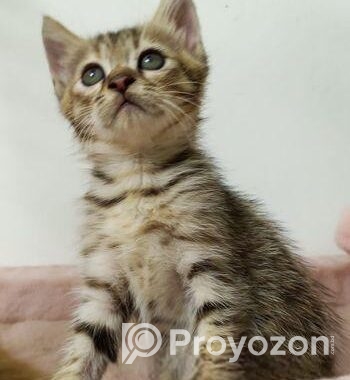 Cat Sell