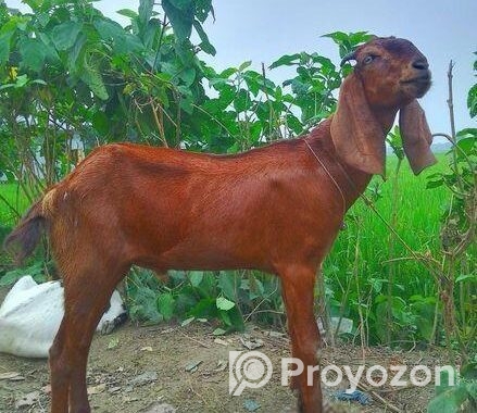 বিটল খাসি জোরা