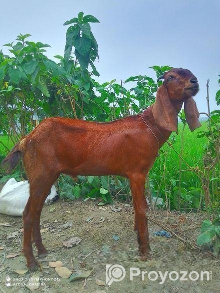 বিটল খাসি জোরা