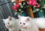 Persian Cat