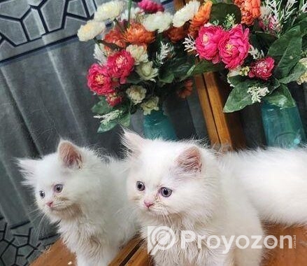 Persian Cat