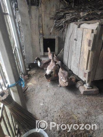 চক্রাখালী-তে উন্নতমানের পাতি হাঁস বিক্রয় (স্টক সীমিত!)