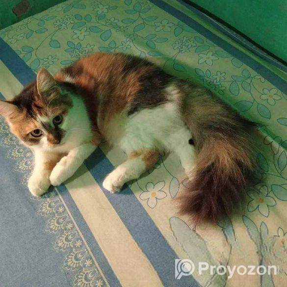 পার্সিয়ান বিড়াল