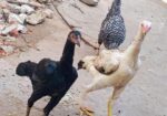 ২টি সরালি মোরগির বাচ্চা বিক্রি করা হবে