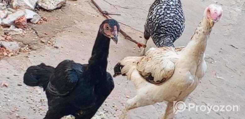 ২টি সরালি মোরগির বাচ্চা বিক্রি করা হবে