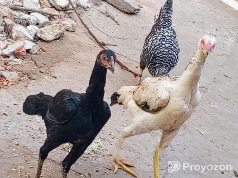 ২টি সরালি মোরগির বাচ্চা বিক্রি করা হবে