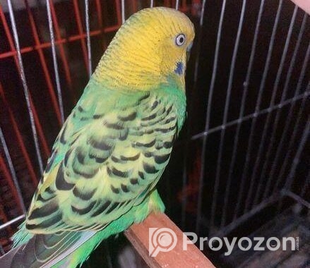 ডিম সহ বাজরিগার মাস্টার পেয়ার পাখি।