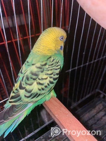 ডিম সহ বাজরিগার মাস্টার পেয়ার পাখি।