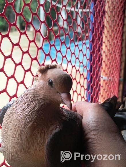 কিছু কবুতর জরুরি ভিত্তিতে সেল হবে