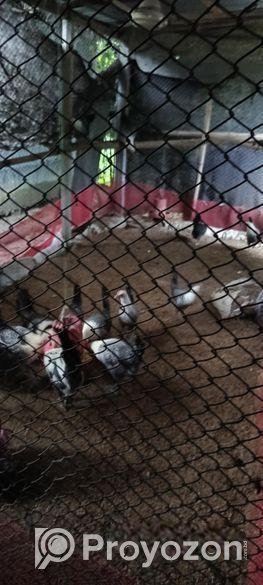 মিশরীয় ফাউমি মরগী