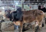 দেশী ষাঁড় গরু