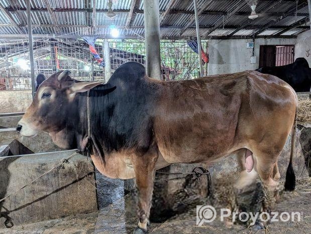 দেশী ষাঁড় গরু