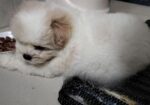 Male Dog
