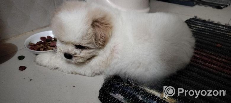 Male Dog