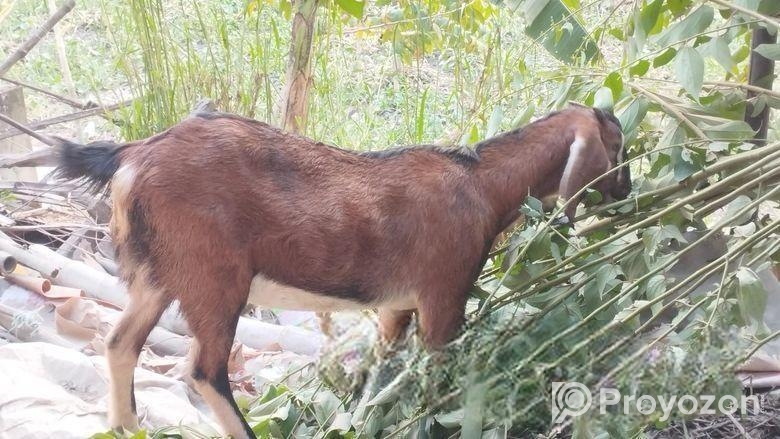 একটি পাঠি ছাগল বিক্রয় করা হবে