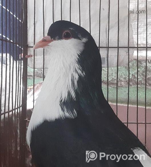 মাদী সিরাজি কবুতর