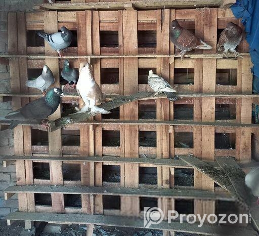 খোপ সহ কবুতর বিক্রি হবে