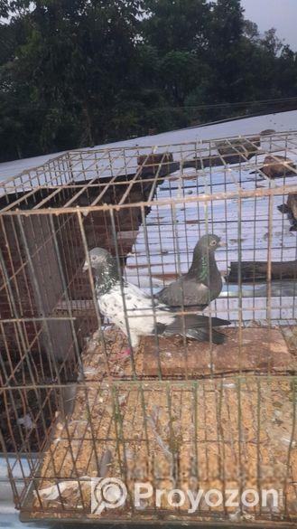 খামাগার নর ডাবঅয়ালা মাদি কবুতর জোড়া বিক্রি