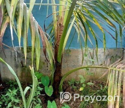 নারিকেল গাছের চারা