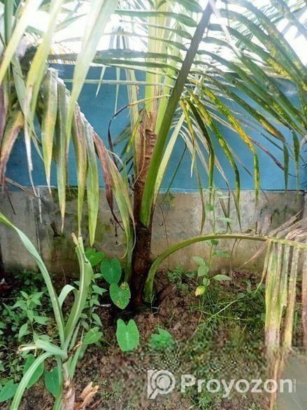 নারিকেল গাছের চারা